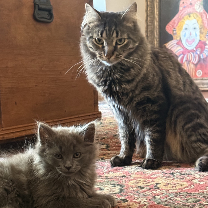 Cat Lady In A Cool Way photo 2