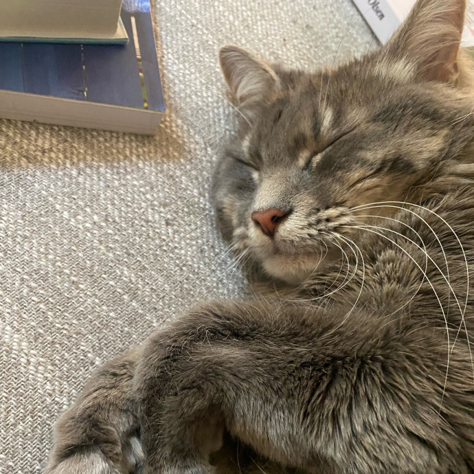 A Purr-Fect Match For All Kinds Of Cats photo 2