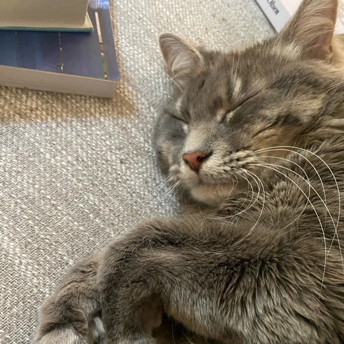 Cranky Kitties Fan Club photo 2