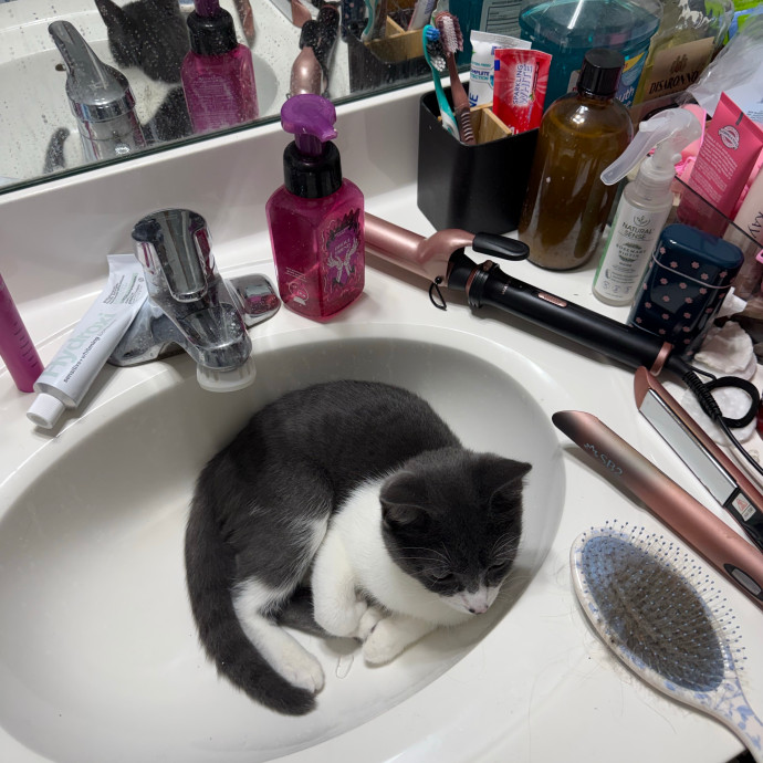 Tallia - Cat Mom Of 6