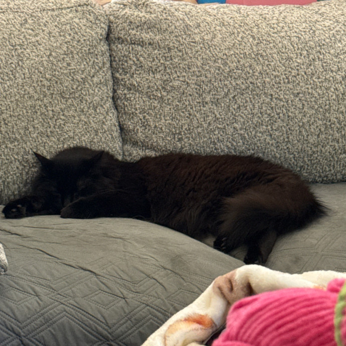 Tallia - Cat Mom Of 6 photo 3