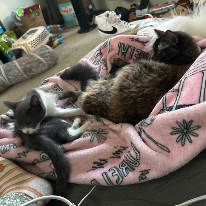 Tallia - Cat Mom Of 6 photo 2