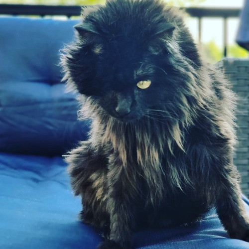 Highline Cat Sitting