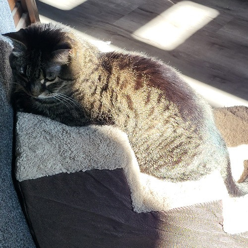 Highline Cat Sitting