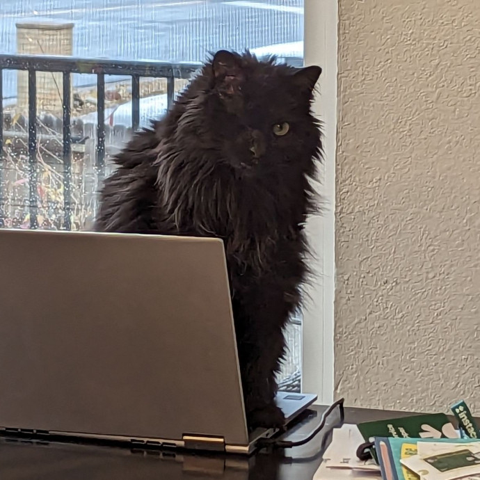 Highline Cat Sitting