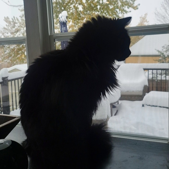 Highline Cat Sitting
