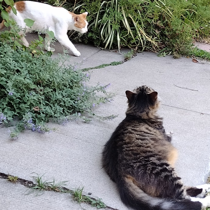 Bernzees Cat Watch