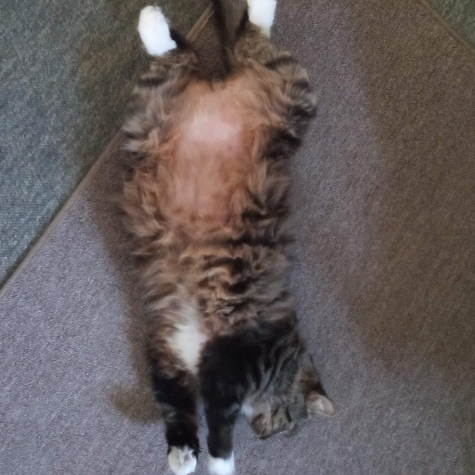 Bernzees Cat Watch photo 3