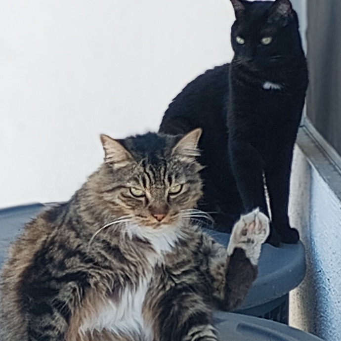 Bernzees Cat Watch photo 2
