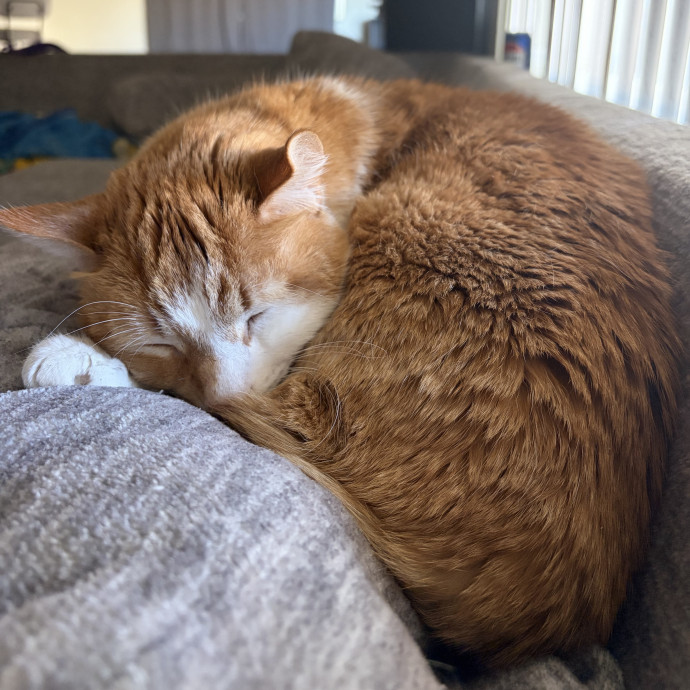 Attentive Care For Your Furry Family