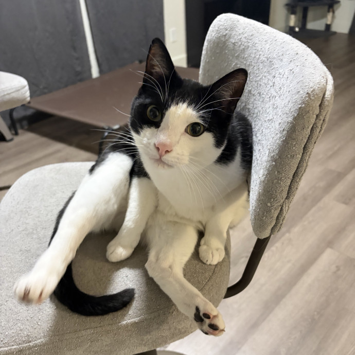 Attentive Care For Your Furry Family