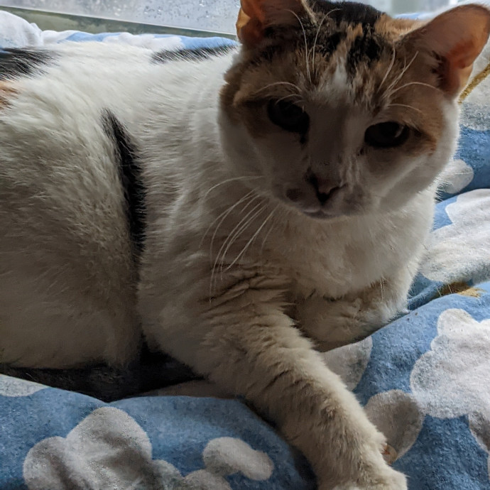 Em's Little Beans