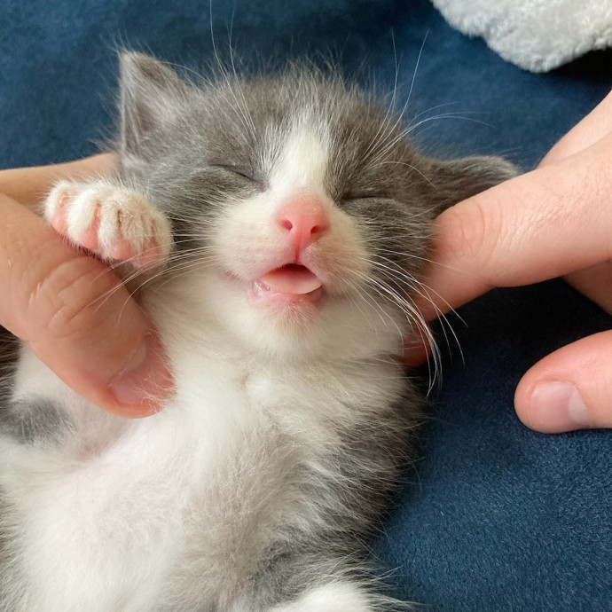 Em's Little Beans