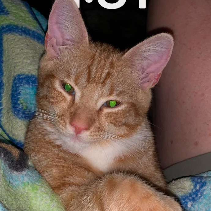 Cat Sitting With Love