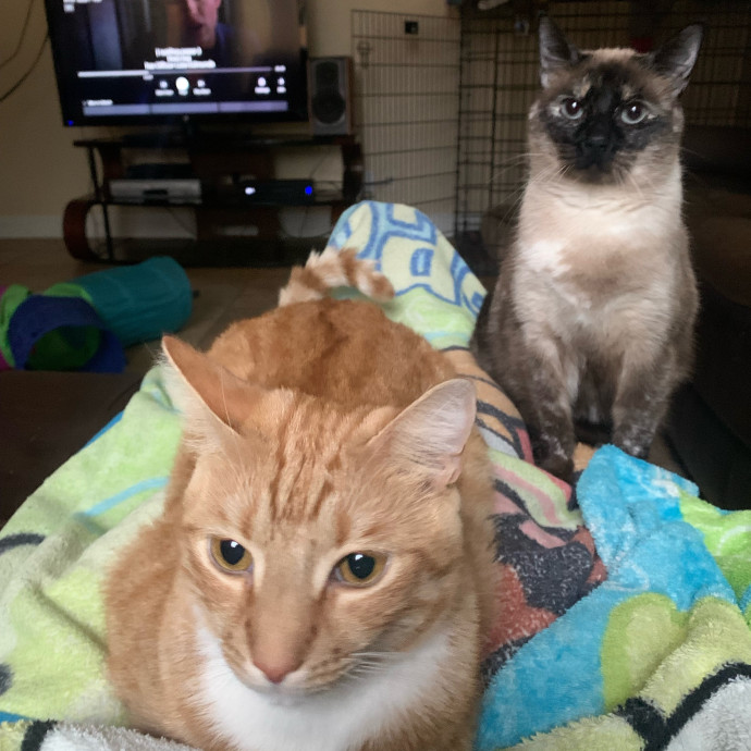 Cat Sitting With Love