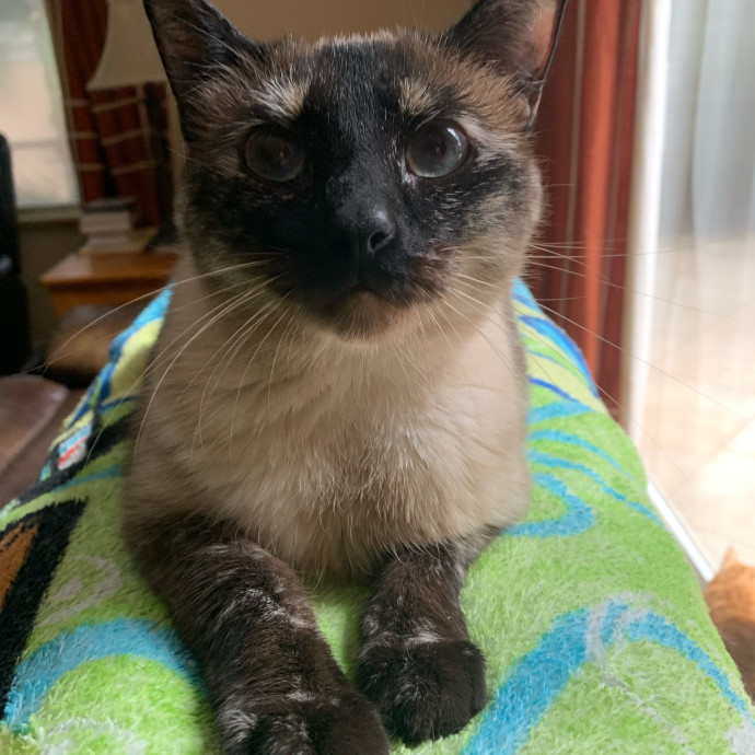 Cat Sitting With Love