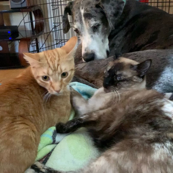 Cat Sitting With Love