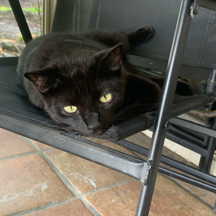 Cat Sitting With Love