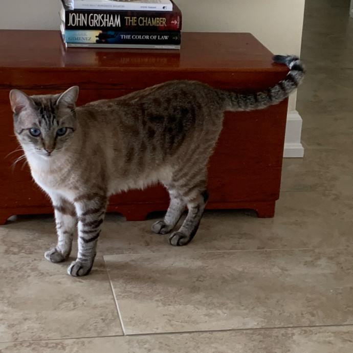 Cat Sitting With Love photo 3
