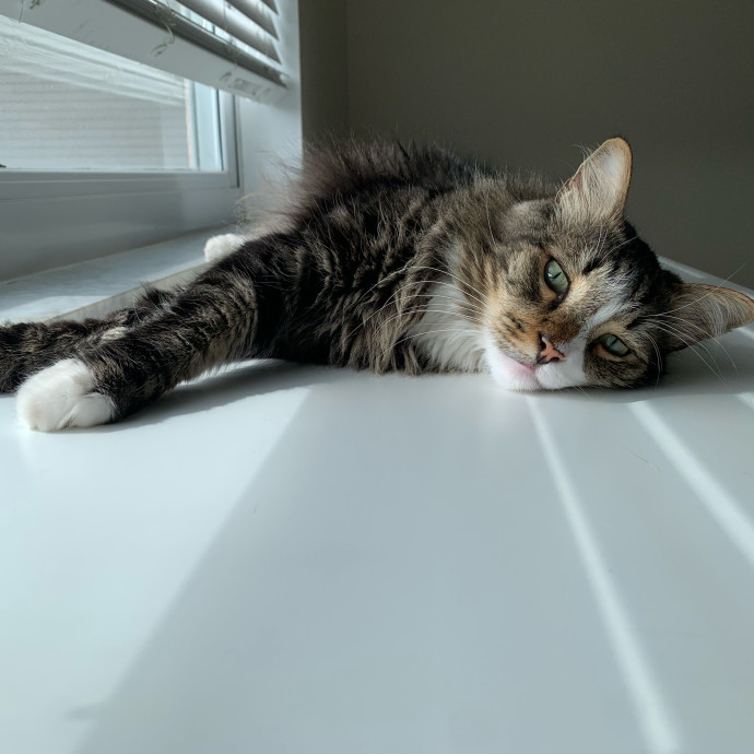 Cat Sitting With Love photo 2