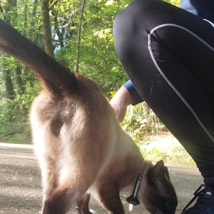 Cats Are My People