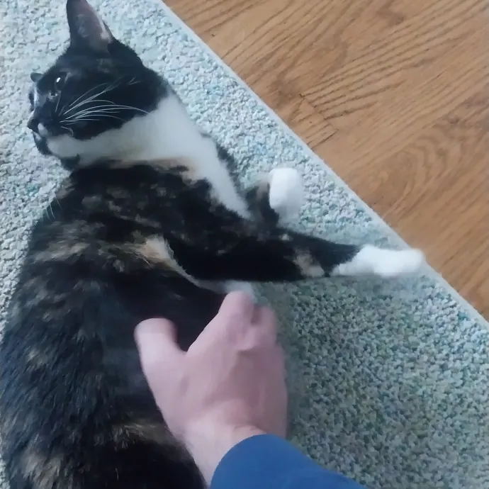 Cats Are My People