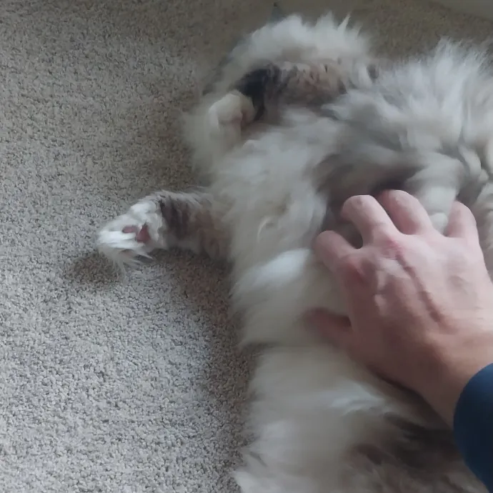Cats Are My People