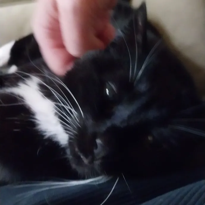 Cats Are My People