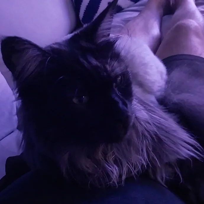 Cats Are My People