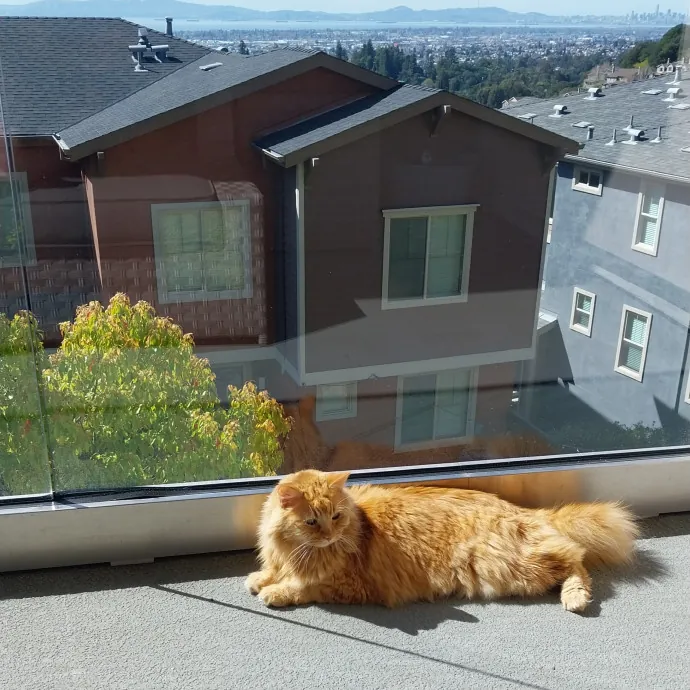 Cats Are My People photo 3