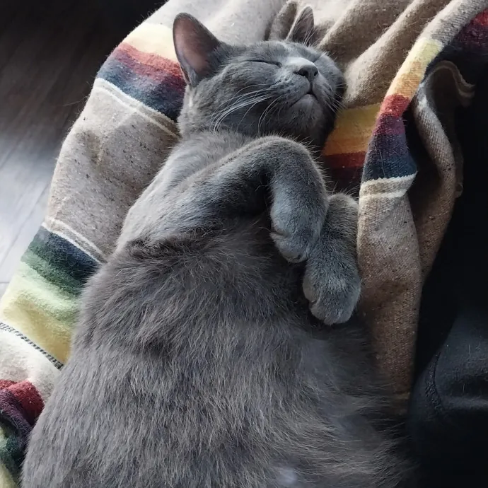 Cats Are My People photo 2