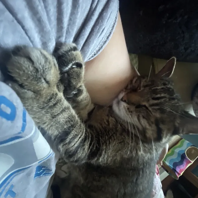 Crazy Cat Lady