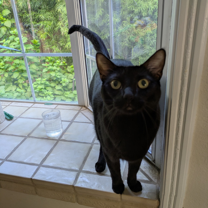 Calm Reliable Cat Whisperer