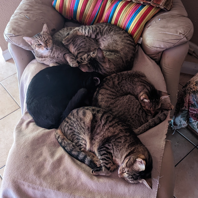 Calm Reliable Cat Whisperer