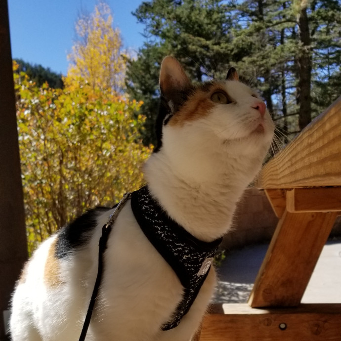 Calm Reliable Cat Whisperer