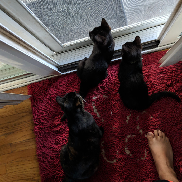 Calm Reliable Cat Whisperer