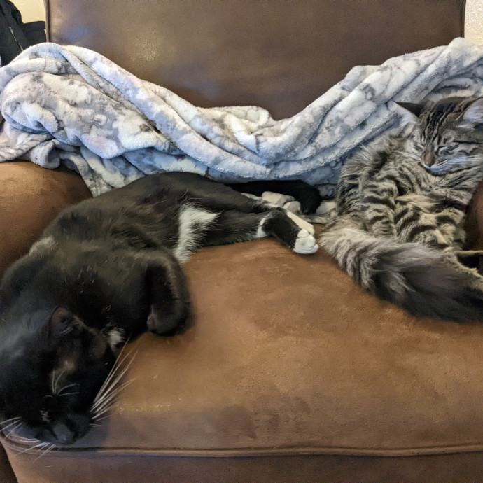 Calm Reliable Cat Whisperer