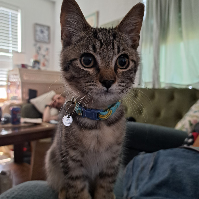 Furtastic Meow Meow Care