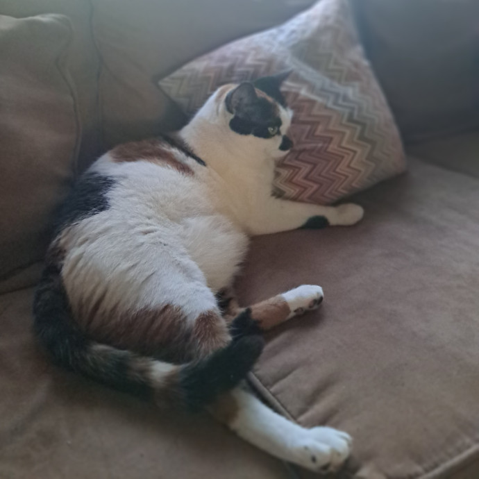 Furtastic Meow Meow Care