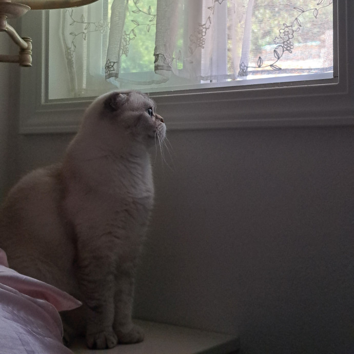 Furtastic Meow Meow Care
