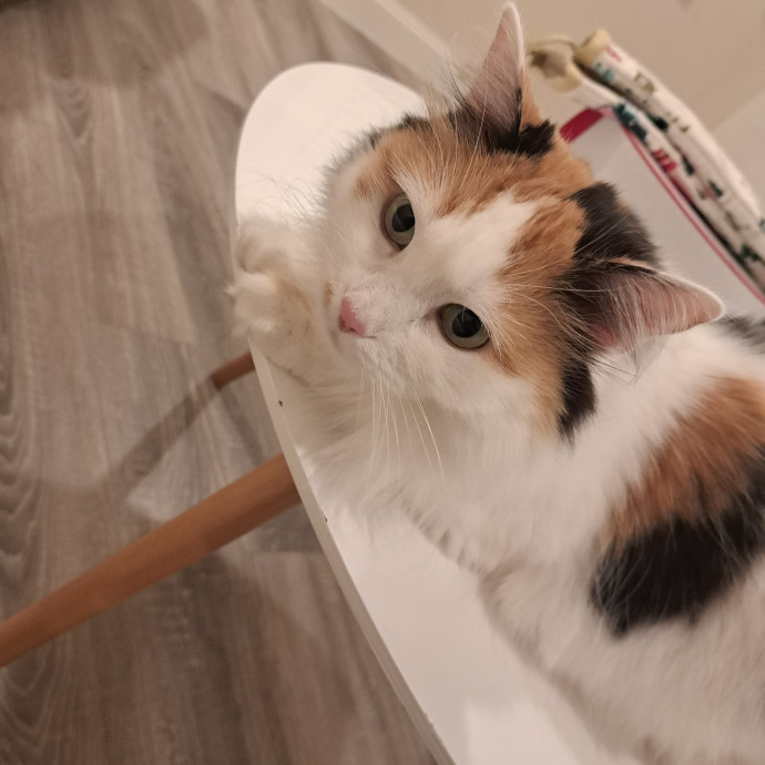 Furtastic Meow Meow Care photo 3