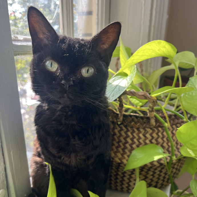Shelby's Catlanta Care Atlanta Ga