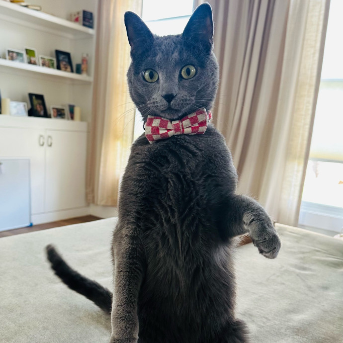 Winnie's Cat Services