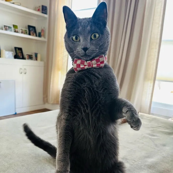 Winnie's Cat Services