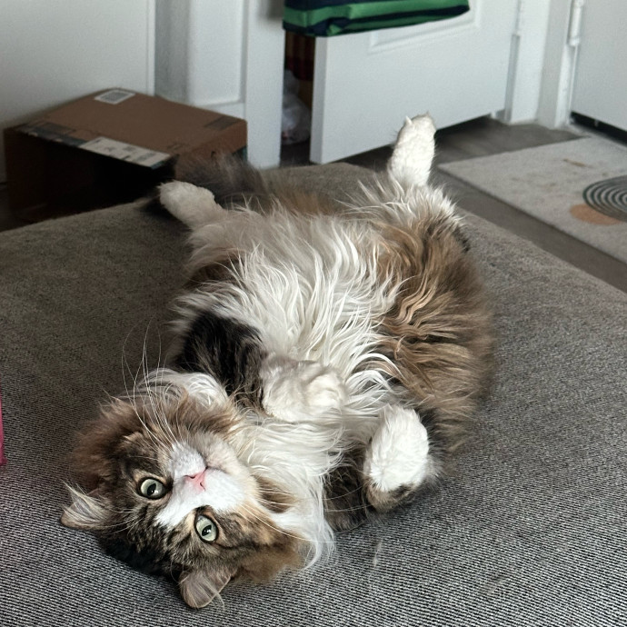Winnie's Cat Services