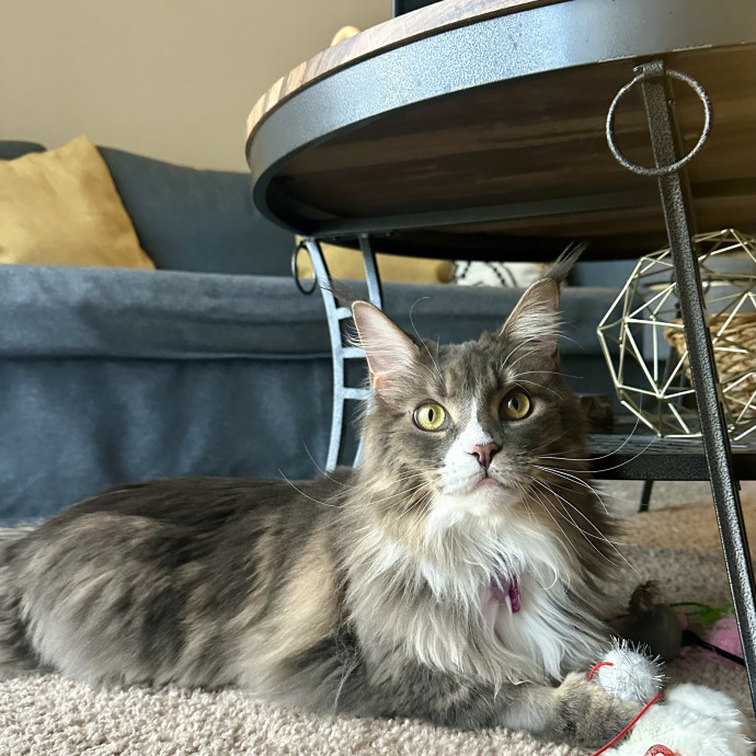 Winnie's Cat Services