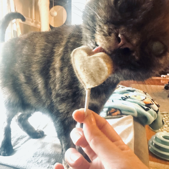 Winnie's Cat Services