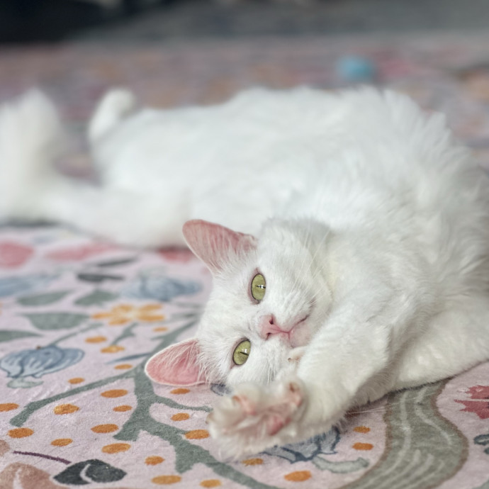 Winnie's Cat Services