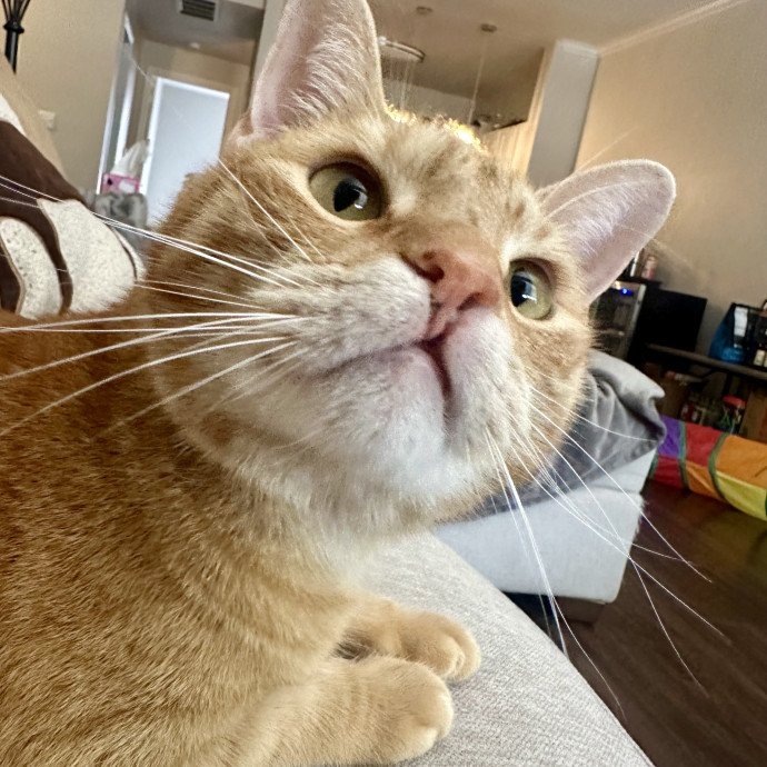 Winnie's Cat Services