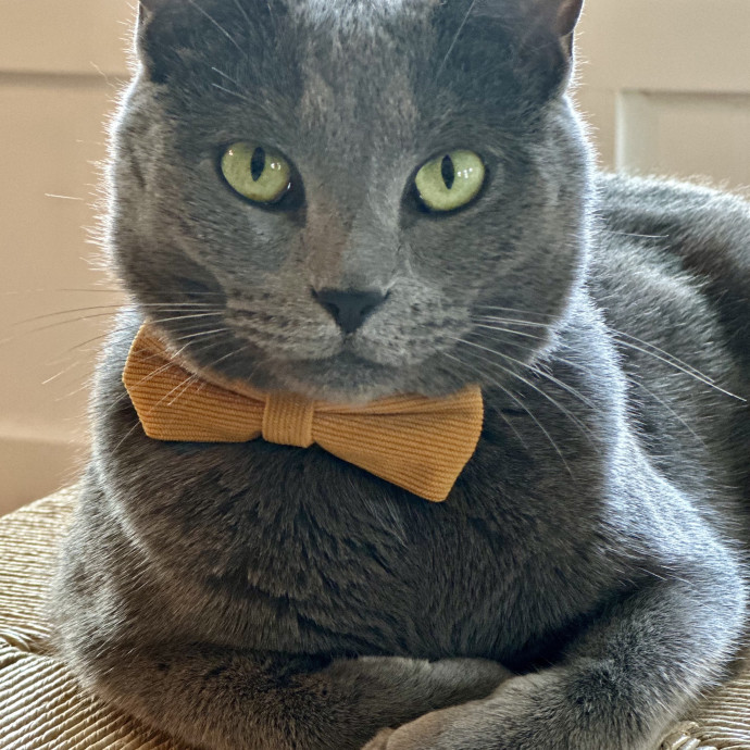 Winnie's Cat Services photo 3